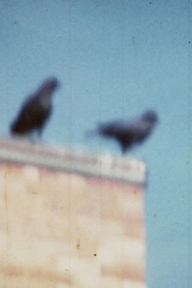 Poster do Filme Caw Notes