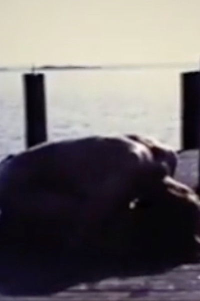 Poster do Filme Homage To Edvard Munch And All My Dead Children