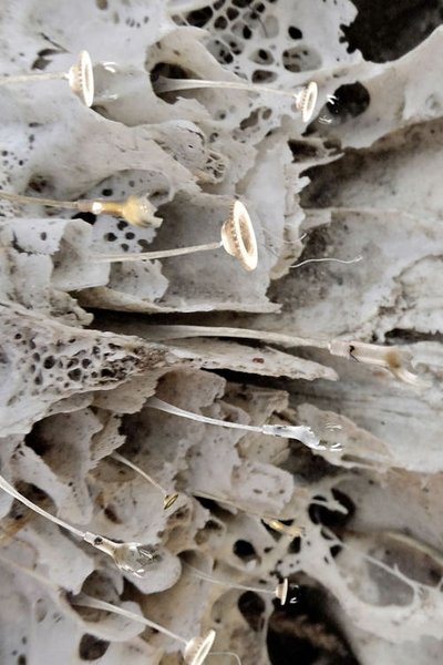 movie poster for animistica