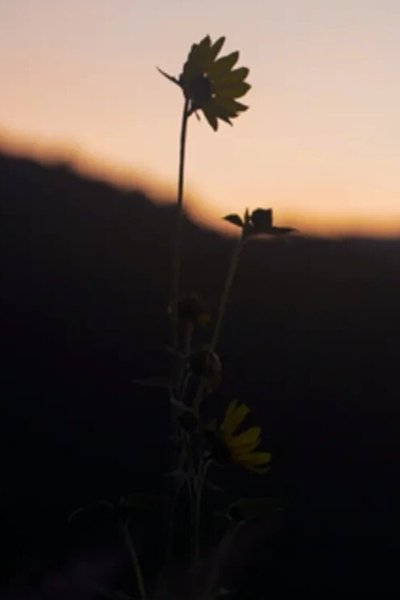 Poster do Filme The Dawn Chorus
