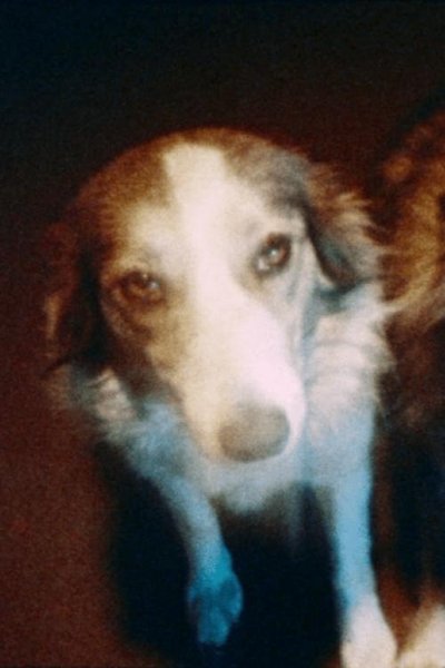 movie poster for Pup y pup