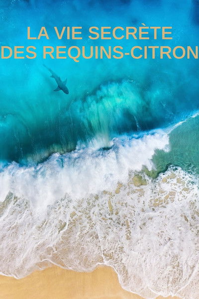 Poster do Filme La vie secrète des requins citron