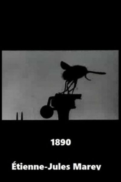 Poster do Filme Vol de la grosse mouche bleue