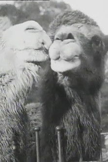 Poster do Filme Our Advice This Festive Season