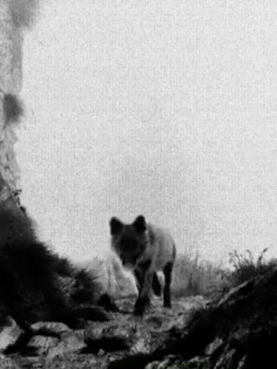 Poster do Filme Lupercalia