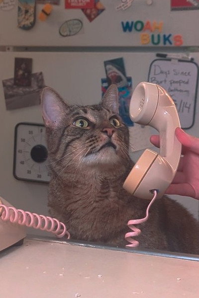 Burton the Cat