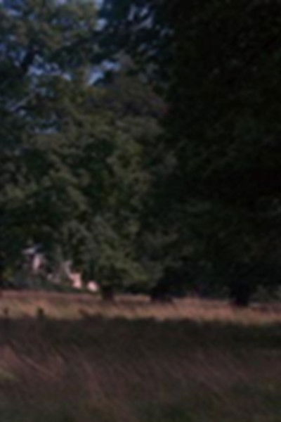 Poster do Filme Tree