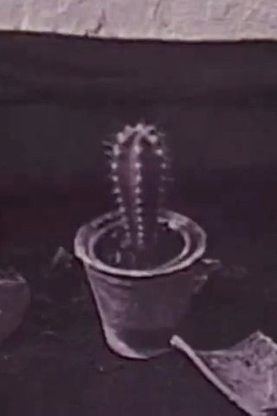 Poster do Filme Кактус