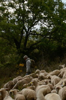 Poster do Filme Marche ou Crève