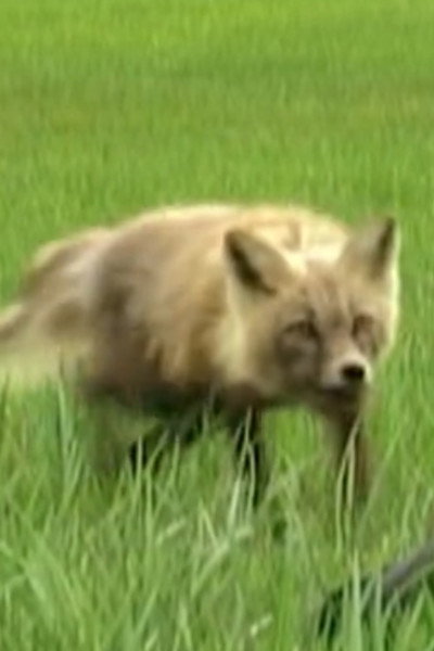 Spirit the Fox