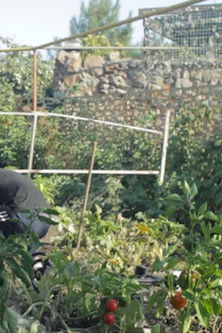 Poster do Filme Kharaltida