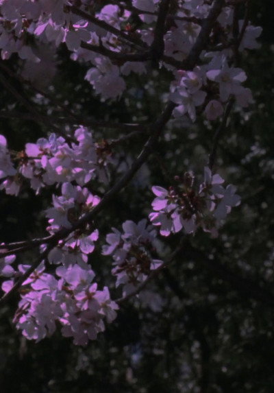 Poster do Filme Spring Songs