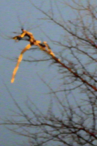 Poster do Filme Plaesthetics of Nature