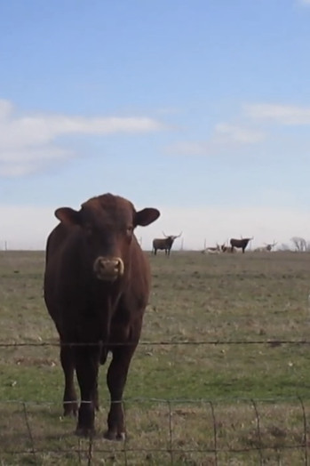 Poster do Filme Cow Four Minutes