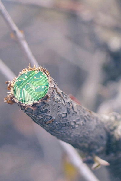 Poster do Filme Hepatica 01100100 01100001 01110100 01100001