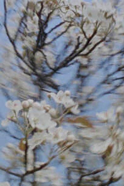 Poster do Filme Four seasons bouquet