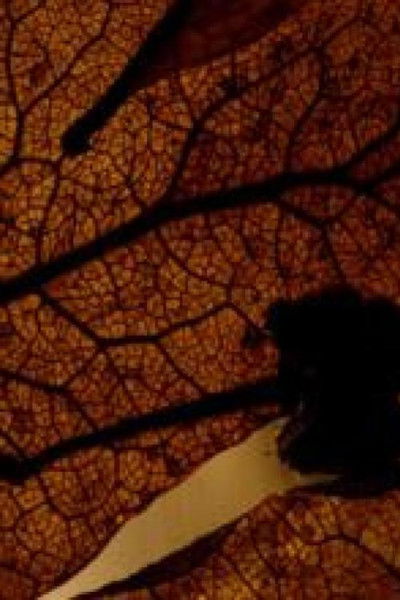 Poster do Filme Le Rêve