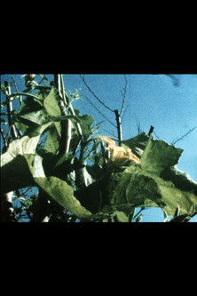 Poster do Filme Plantlife