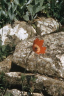 Poster do Filme Tombs with birds, Messenia