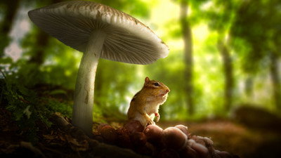 Tiny World (2020) Watch Online Free | ඔන්ලයින් බලන්න