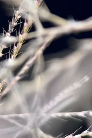 Poster do Filme an ending