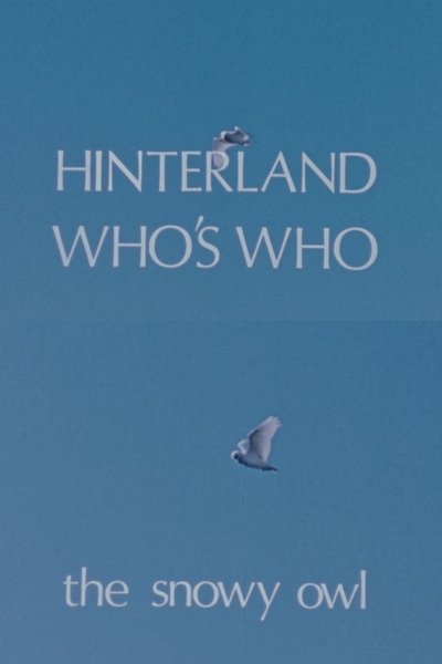 Poster do Filme Hinterland Who's Who: The Snowy Owl