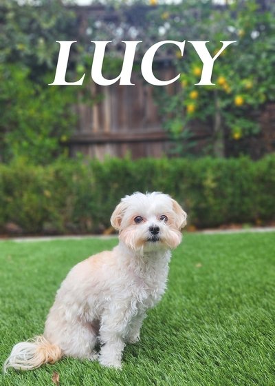 Poster do Filme Lucy