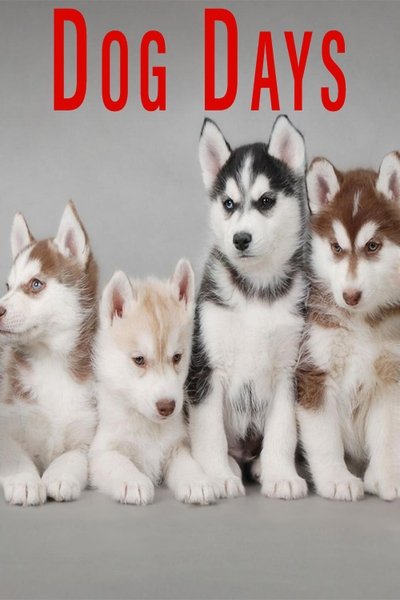 Poster do Filme Dog Days
