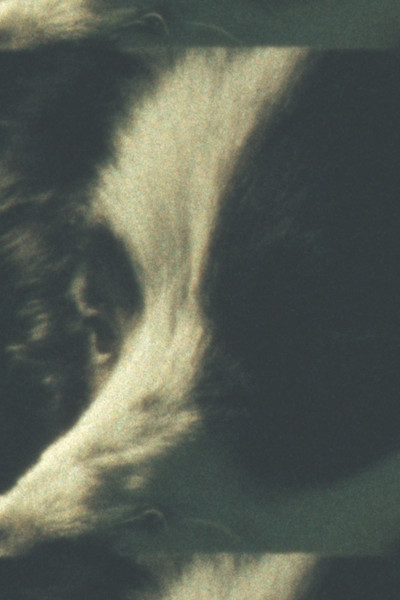 movie poster for Weald