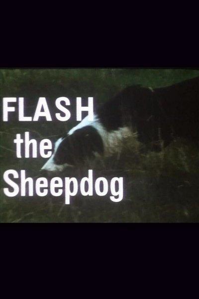 Poster for the movie Flash the Sheepdog