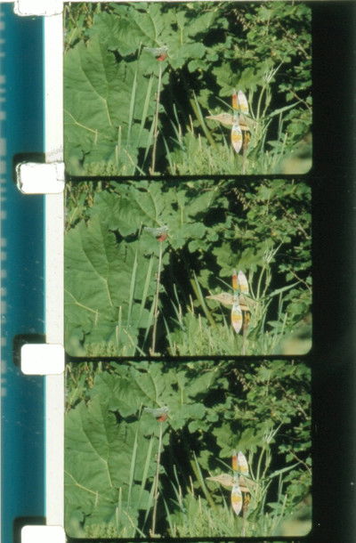 Poster do Filme Jardin du Marais