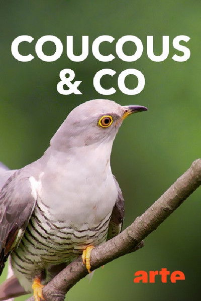 Watch - (2018) �berraschungseier - Neues von Kuckuck und Co. Movie Online Torrent