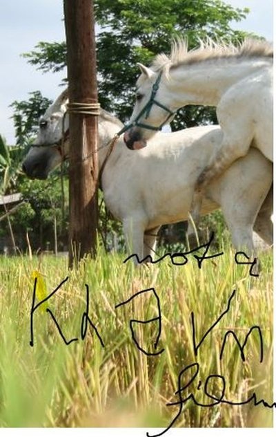 Poster do Filme The Muzzled Horse of an Engineer in Search of Mechanical Saddles