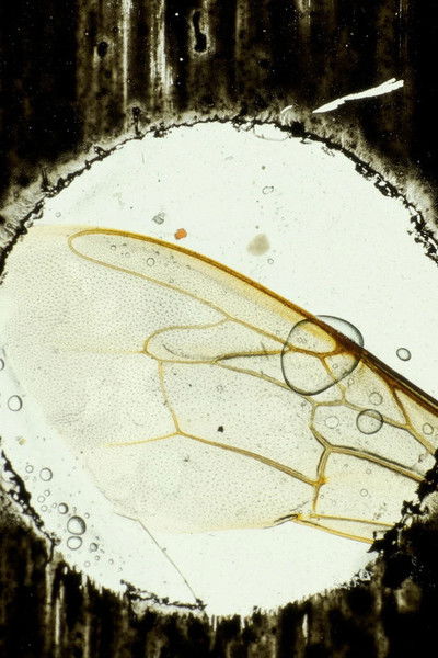 Poster do Filme Hasta el cementerio de Flores