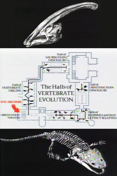 Poster do Filme The Halls of Vertebrate Evolution