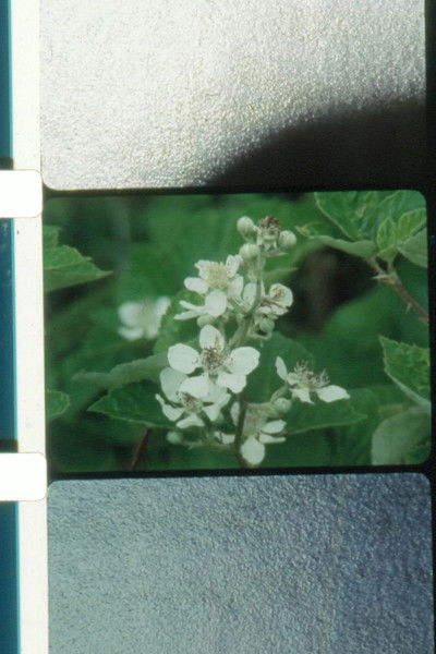 Poster do Filme Jardin du soleil