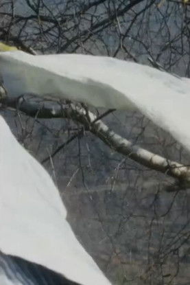 Poster do Filme Field Study