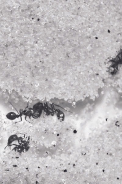 Poster do Filme Who Shall Remain Nameless