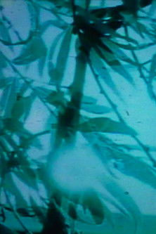 Poster do Filme sisyphus