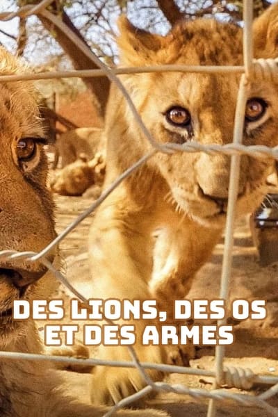 poster Des lions, des os et des armes - Le trafic des fauves