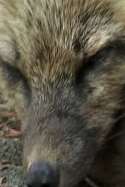 Iris the Fox