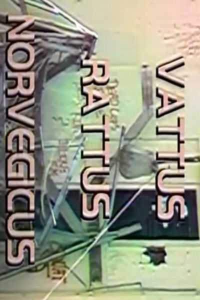 Poster do Filme Vattus Rattus Norvegicus