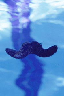 Poster do Filme A Hair's Breadth