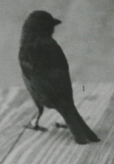 movie poster for Carta austral