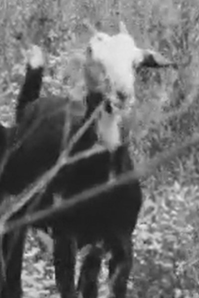 movie poster for Flight