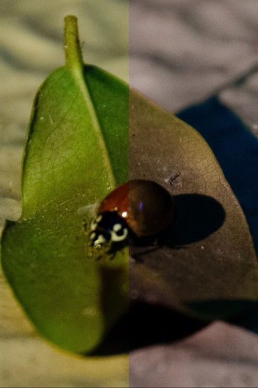 Poster do Filme Daltonismo