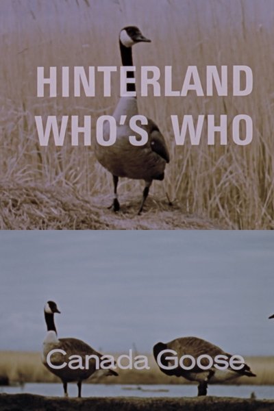 Poster do Filme Hinterland Who's Who: Canada Goose
