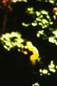 Poster do Filme Caterpillar