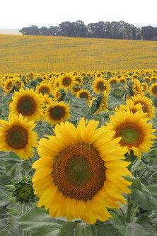 Poster do Filme Poilean