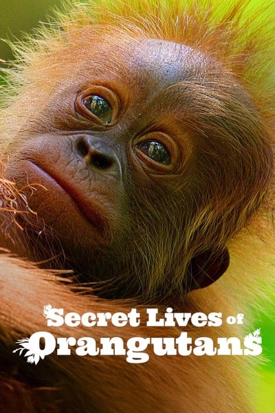 Secret Lives of Orangutans (2024) NF WEB-DL Hindi + English HDR10 1080p 10bit HEVC DDP 5.1 MSub Secret Lives of Orangutans (2024) NF WEB-DL Hindi + English HDR10 1080p 10bit HEVC DDP 5.1 MSub